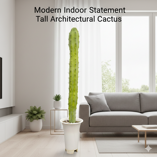 Myrtillocactus geometrizans