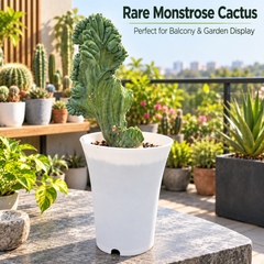 Mytillocactus geometrizans monstrose