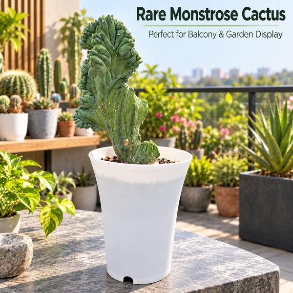 Mytillocactus geometrizans monstrose