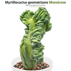 Mytillocactus geometrizans monstrose