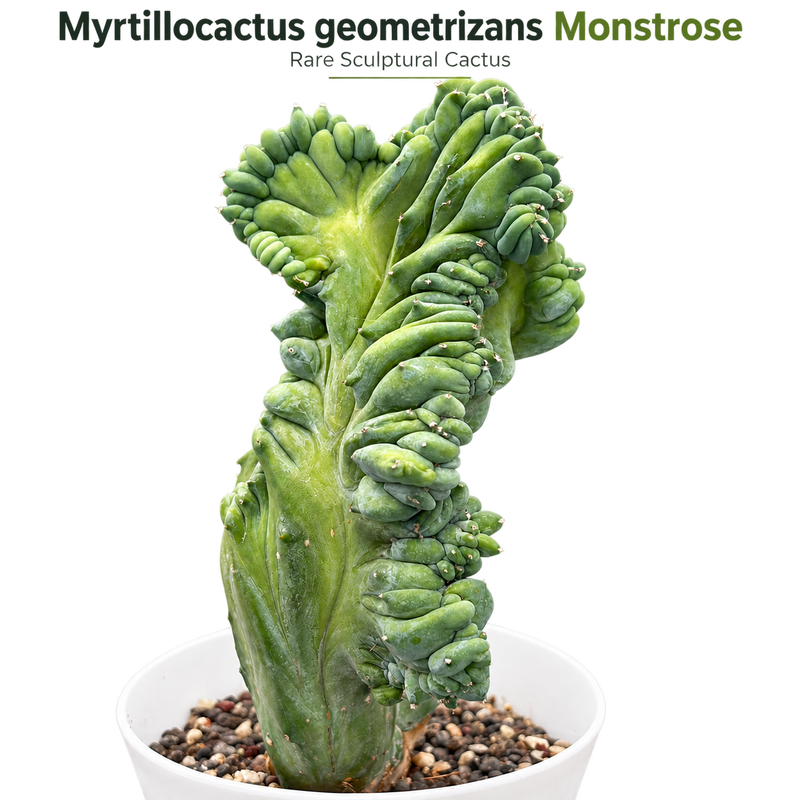 Mytillocactus geometrizans monstrose