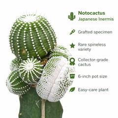 Notocactus Japanese inermis