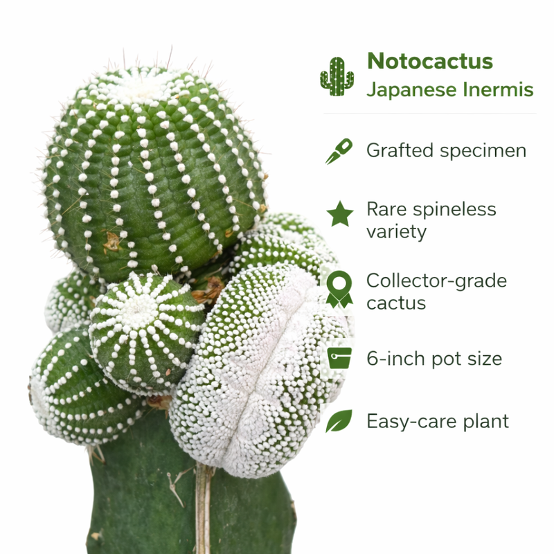 Notocactus Japanese inermis