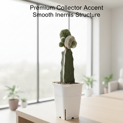 Notocactus Japanese inermis