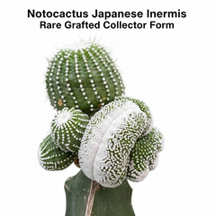 Notocactus Japanese inermis