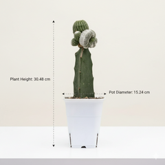 Notocactus Japanese inermis
