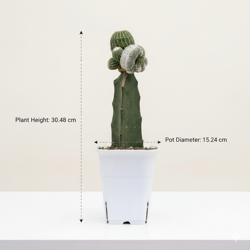 Notocactus Japanese inermis