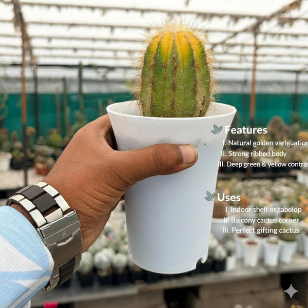 Notocactus magnificus variegated