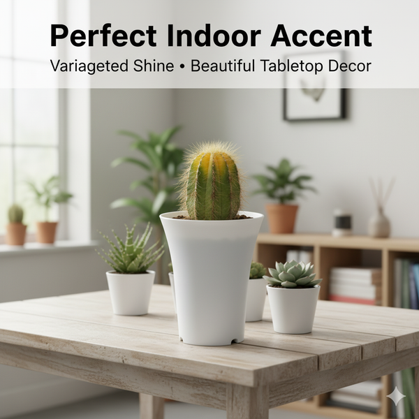 Notocactus magnificus variegated