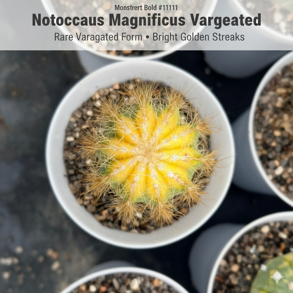 Notocactus magnificus variegated