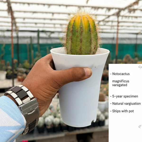 Notocactus magnificus variegated