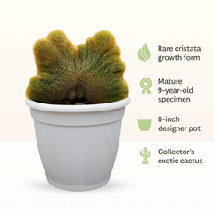Notocactus leninghausii cristata