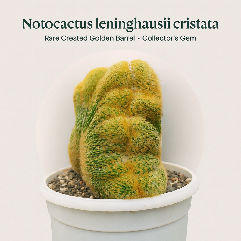 Notocactus leninghausii cristata