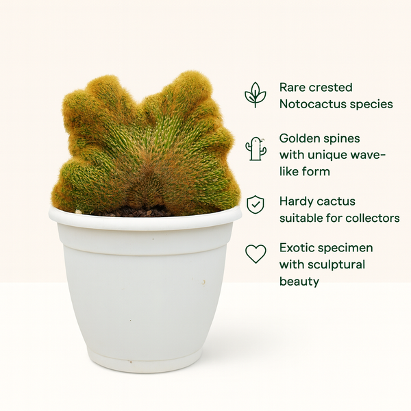 Notocactus leninghausii cristata