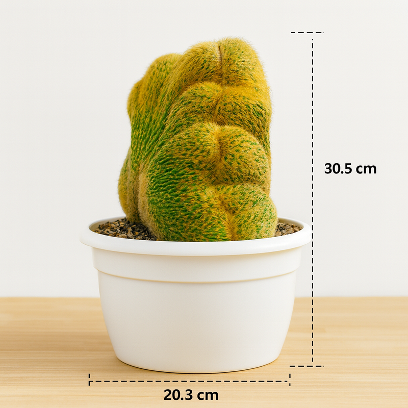 Notocactus leninghausii cristata