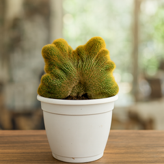 Notocactus leninghausii cristata