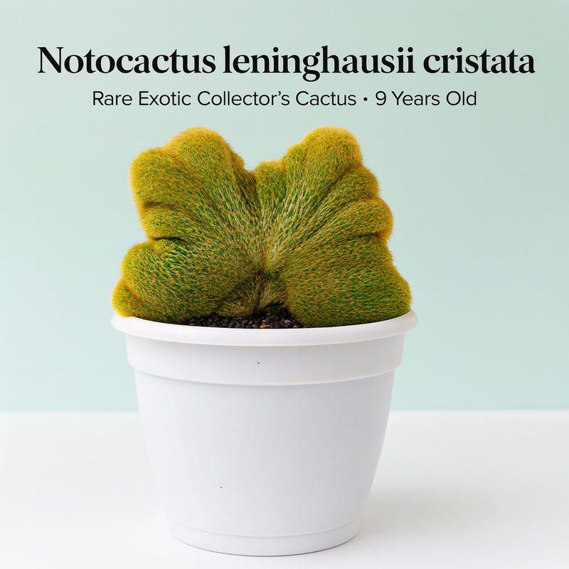 Notocactus leninghausii cristata