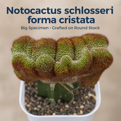 Notocactus schlosseri forma cristata