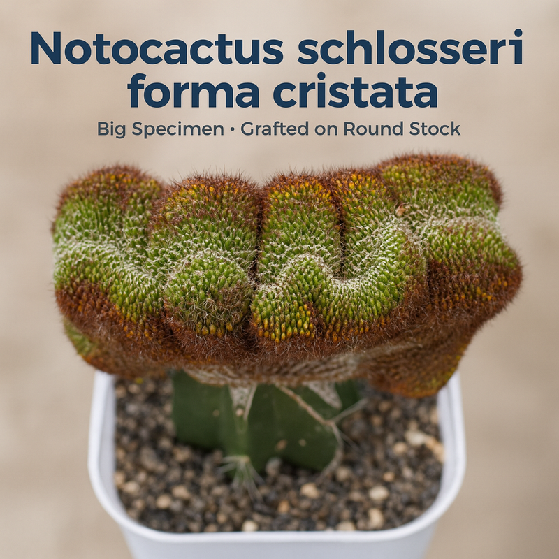 Notocactus schlosseri forma cristata