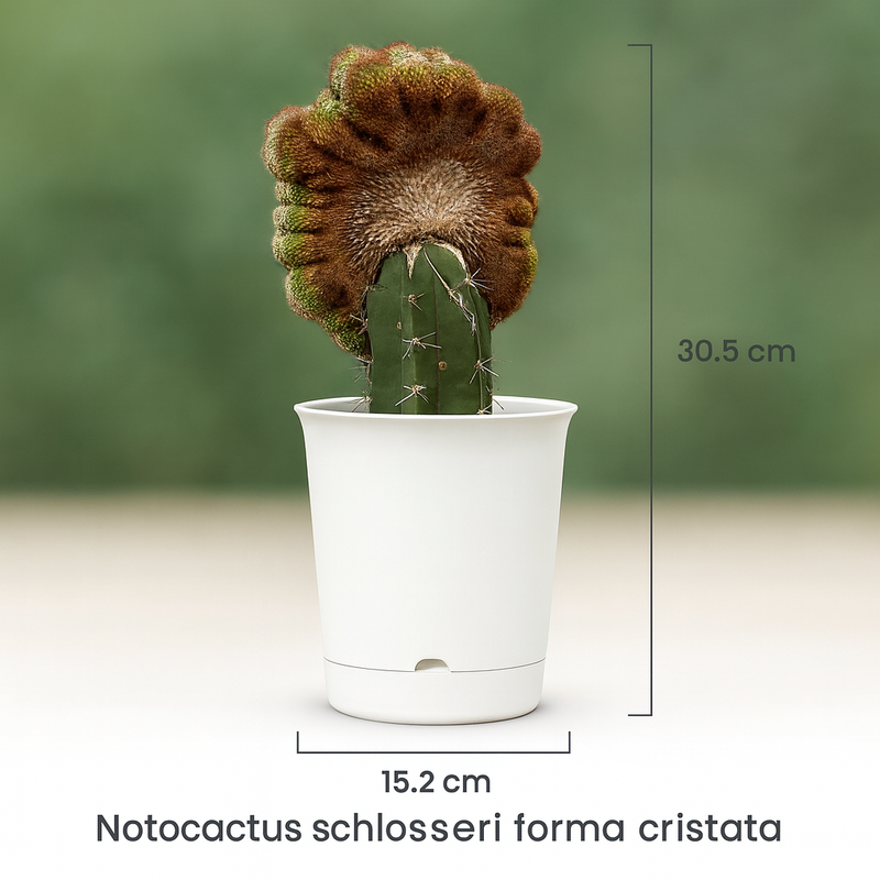 Notocactus schlosseri forma cristata