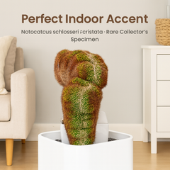 Notocactus schlosseri forma cristata