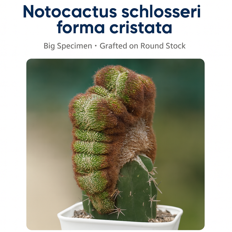 Notocactus schlosseri forma cristata