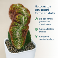 Notocactus schlosseri forma cristata