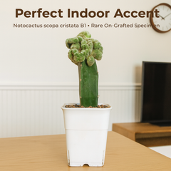 Notocactus scopa cristata B1