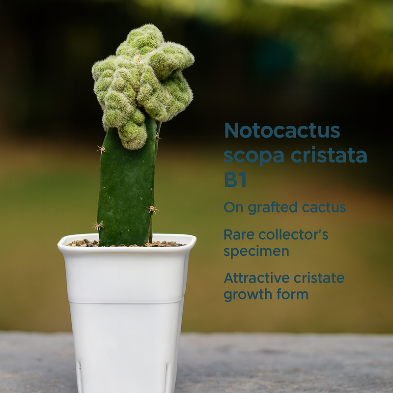Notocactus scopa cristata B1