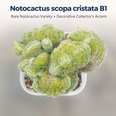 Notocactus scopa cristata B1
