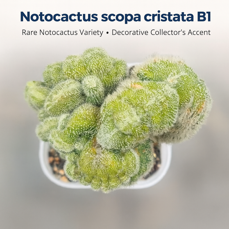 Notocactus scopa cristata B1