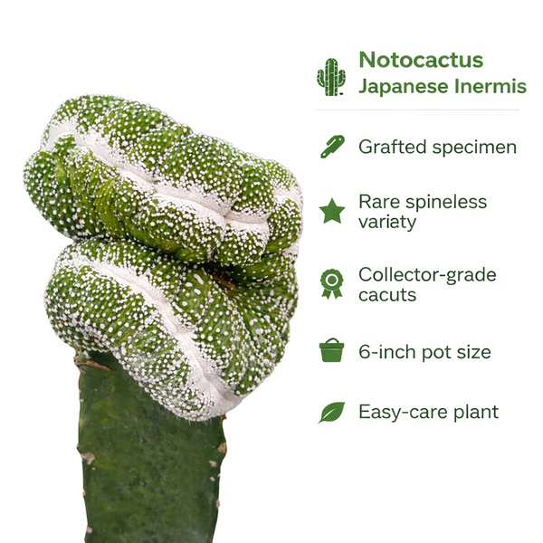 Notocactus scopa cv. inermis cristata