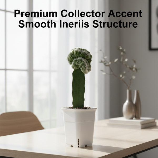 Notocactus scopa cv. inermis cristata