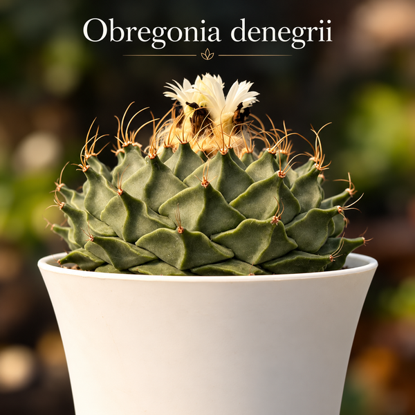 Obregonia denegrii