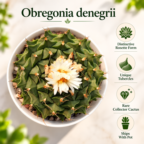Obregonia denegrii