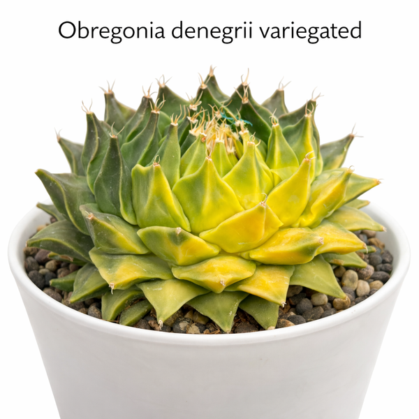 Obregonia denegrii variegated