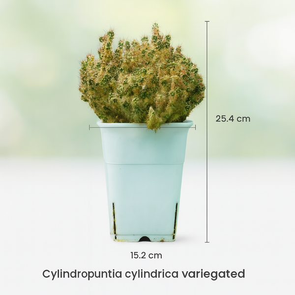 Opuntia cylindrica variegated