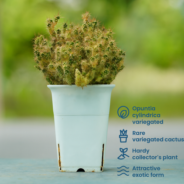 Opuntia cylindrica variegated