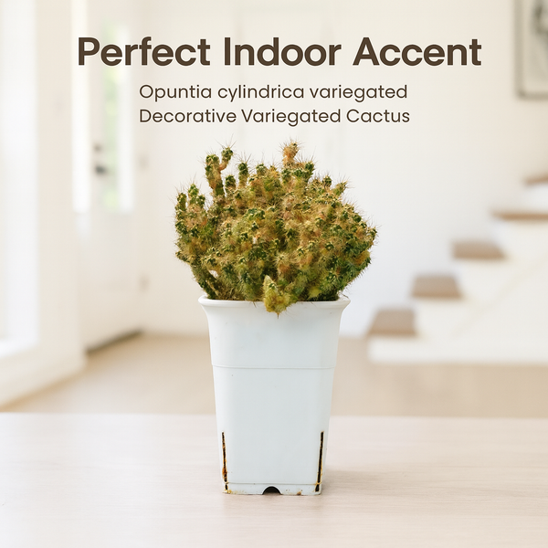 Opuntia cylindrica variegated