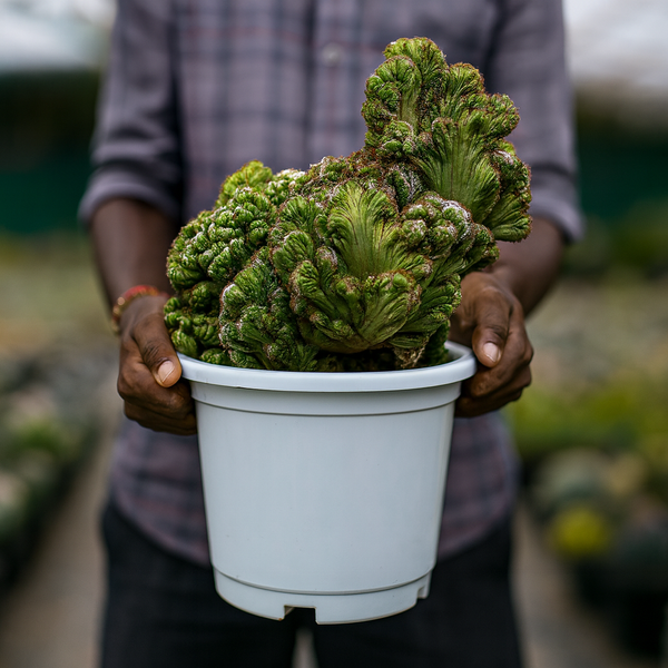 Perocerous montrose cristata