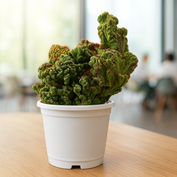 Perocerous montrose cristata