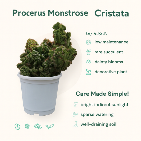 Perocerous montrose cristata