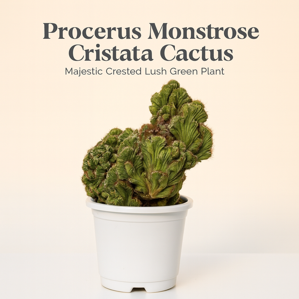 Perocerous montrose cristata