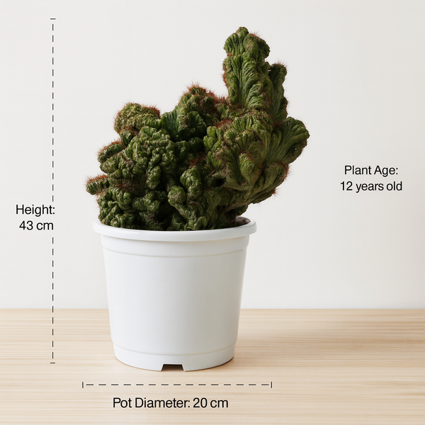 Perocerous montrose cristata