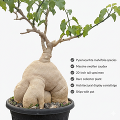 Pyrenacantha malvifolia