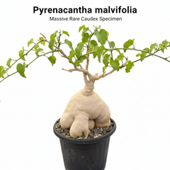 Pyrenacantha malvifolia