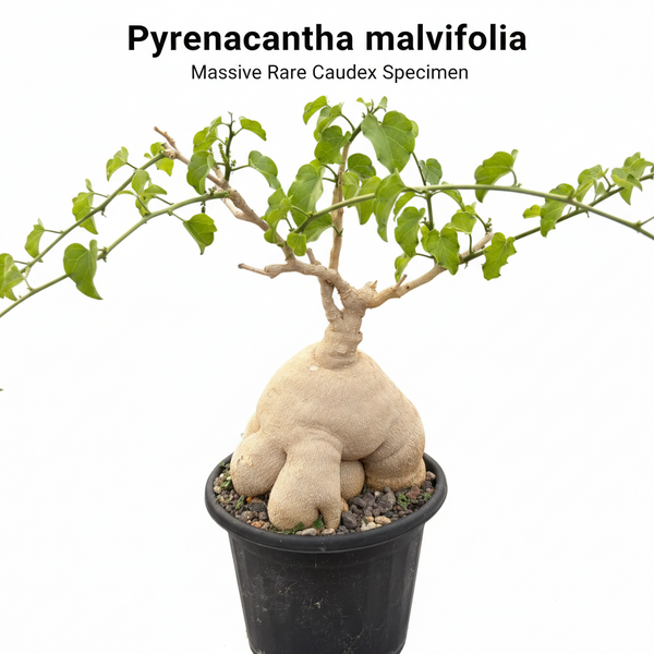 Pyrenacantha malvifolia