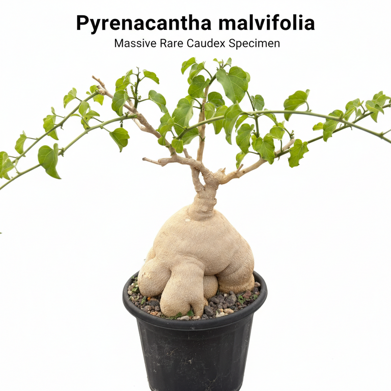 Pyrenacantha malvifolia