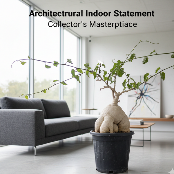 Pyrenacantha malvifolia