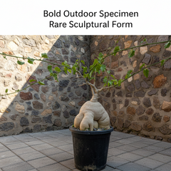 Pyrenacantha malvifolia